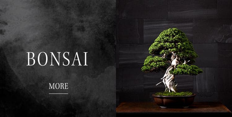 BONSAI